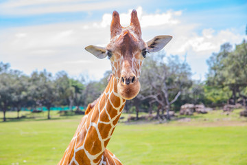 Blurred giraffe background. Wild giraffe in a pasture, Safari Park in Costa Rica.