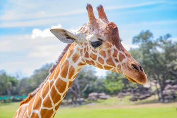Foto op Canvas Blurred giraffe background. Wild giraffe in a pasture, Safari Park in Costa Rica. © Ksenia