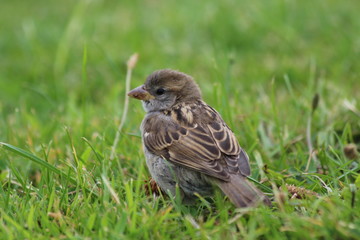 Obraz premium spatz wiese