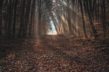 Naklejka premium Trail in the dark autumn forrest with shiny sunrays of the early morning sunset