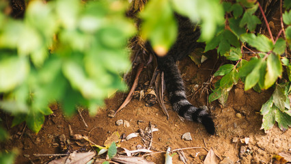 cats in the woods relxing