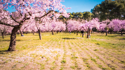 Naklejka premium Pink alleys of blooming with flowers almond trees in a park in Madrid, Spain spring