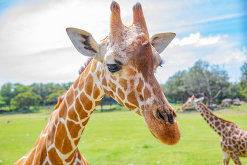 Blurred giraffe background. Wild giraffe in a pasture, Safari Park in Costa Rica. © Ksenia