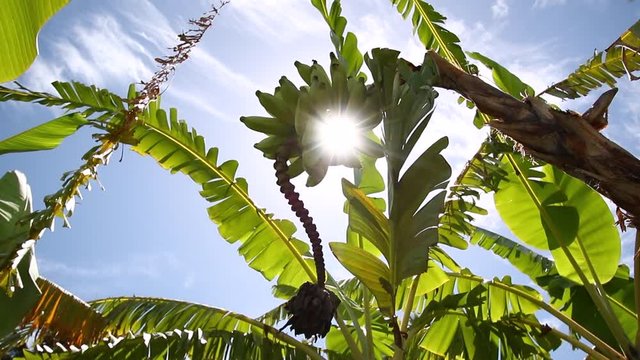 Sun through a bunch of bananas with lens flare effects surrounded by large leaves of other nearby trees