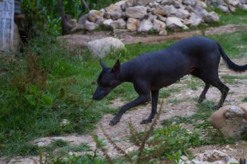 Perro peruano sin pelo
