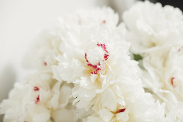 Obraz na płótnie Canvas Lovely peony bouquet close up on white wall background. Stylish white peonies with red petals in vase. Hello spring wallpaper. Happy Mothers day. Happy valentines day