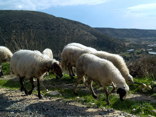 Fototapeta premium Flock of sheep on mountain road