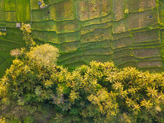 Aerial top view to rice terraces near Ubud town. Photo from drone. Ubud, Bali, Indonesia