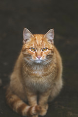 Fototapeta na wymiar Portrait of a street homeless red cat sitting and looking at camera in old european city, animal natural background