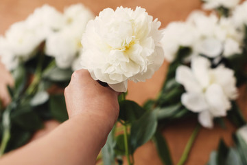 Hand holding white peony on rustic wooden background with stylish white peonies. Florist hand arranging white flowers. Hello spring wallpaper. Happy Mothers day. Wedding adorning
