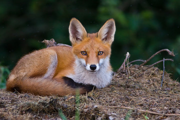  Mammals - European Red Fox (Vulpes vulpes).
