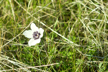 White wildflower among green grass