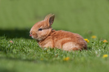 Little rabbit on green grass in summer day