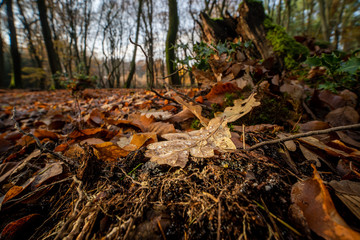 Obraz premium Autumn leaf of oak tree lying on the forest ground with water drops on top