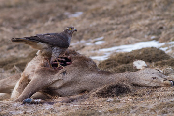 Northern goshwak (Accipiter gentilis)