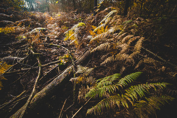 The forest fern in the sunlight of the autumn in the woods