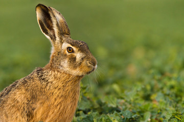 Lepus. Wild European Hare ( Lepus Europaeus ) Close-Up On Green Background. Wild Brown Hare With Yellow Eyes, Sitting On The Green Grass