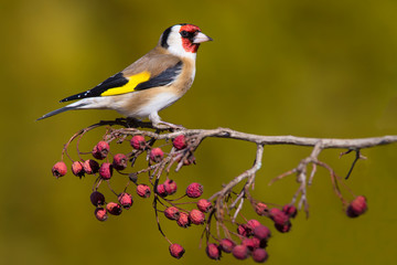 Goldfinch (carduelis carduelis) perched onHawthorn Branch with Berries against plain background.