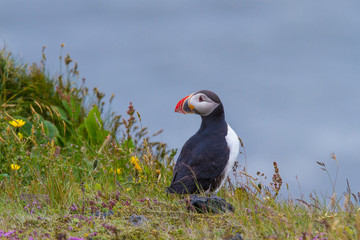 Close-up of a puffin, Atlantic Puffin, Puffin, Fratercula artica, artic black and white cute bird with red bill sitting on the rock, Sea bird from Iceland.