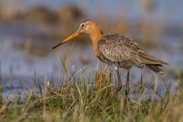 Black-tailed godwit, Limosa limosa Slovakia