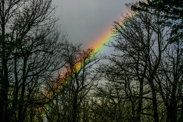 rainbow silhouette of trees