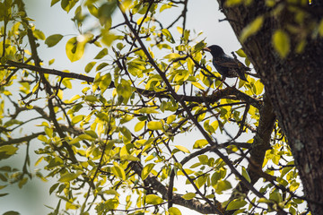 starling sits on a pear tree and holds an insect beak for chicks. Spring snapshot