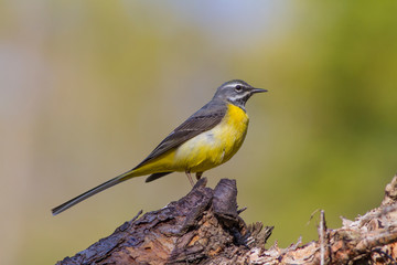 Grey wagtail (Motacilla cinerea) on a tree