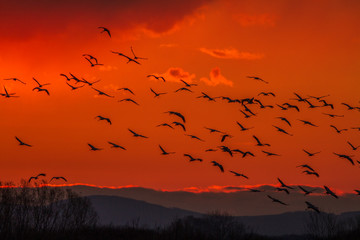 Common Cranes Grus grus flock in flight at sunset