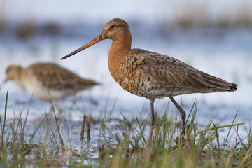 Black-tailed godwit, Limosa limosa Slovakia