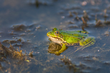 Edible Frog (Pelophylax kl. esculentus).