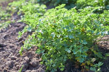 green fresh parsley leafs on a garden bed.