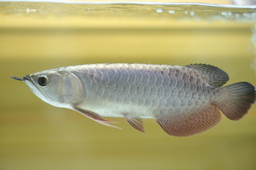 Arowana Fish