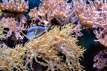 close coral reef underwater with tropical fish