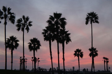 California Pink Sunset