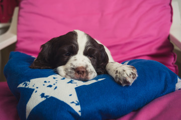 Cute English Springer Spaniel Puppy Laying On A Blue Pillow