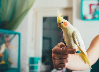 Selbstklebende Fototapeten Friendly Cockatiel Parrot Sitting On Owners Finger © pawle