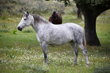 Obraz na płótnie Canvas white horse in spanish field