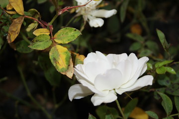 fleur blanche