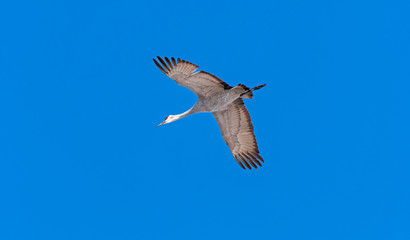 Fototapeta premium Sandhill Crane in Flight