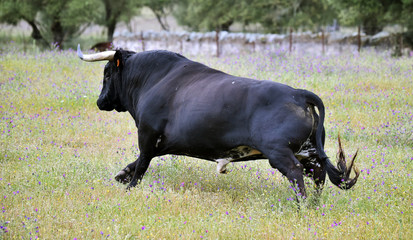 toro español