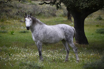Obraz premium white horse in spanish field