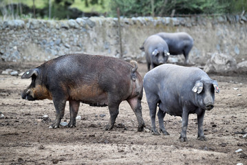 cerdo iberico en la granja