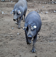 cerdos ibericos