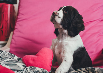 Cute English Springer Spaniel Puppy With A Heart Shaped Pillow - obrazy, fototapety, plakaty