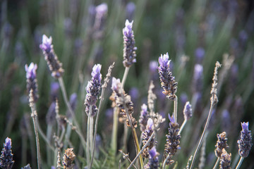 lavender flowers in the spanish fields