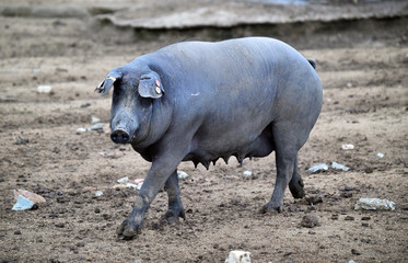 cerdo español