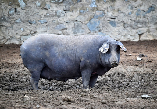cerdo iberico en españa