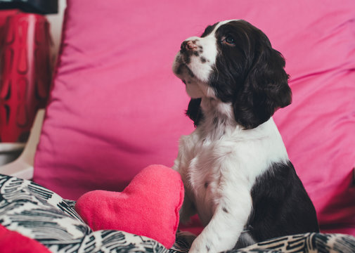 Cute English Springer Spaniel Puppy With A Heart Shaped Pillow