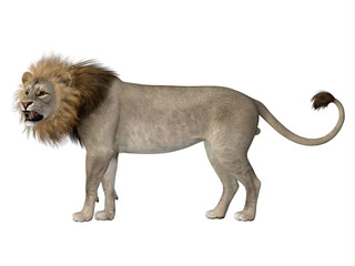 Obraz premium Male American Lion - The American lion lived as a megafauna predator during the Pleistocene Period of North America.