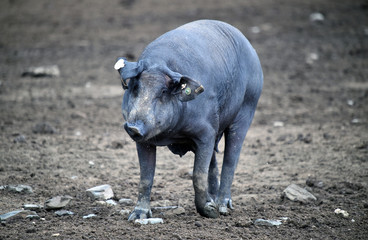 cerdo iberico español